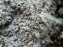 Karschia talcophila