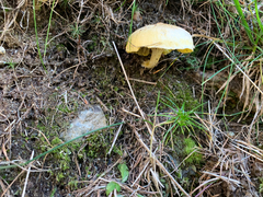 Hygrophorus lucorum