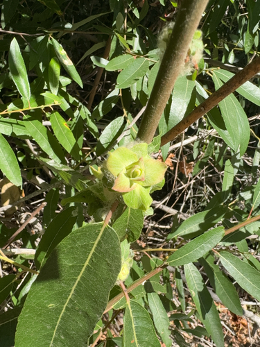 iNaturalist observation photo of Willow Rosette Gall Midge