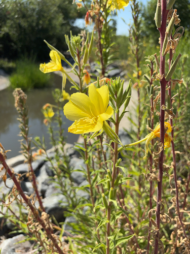 iNaturalist observation photo of tall evening primrose