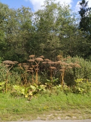 Heracleum sosnowskyi