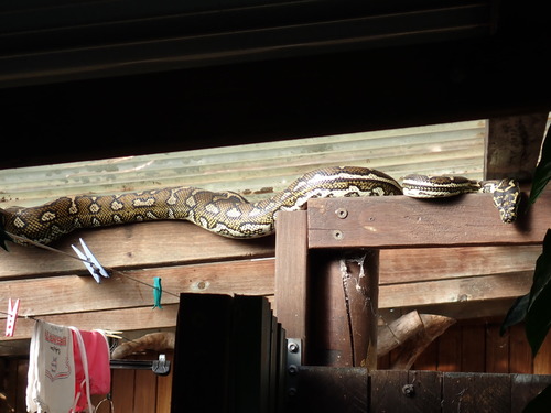 Coastal Carpet Python sighting