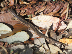 Elgaria coerulea coerulea