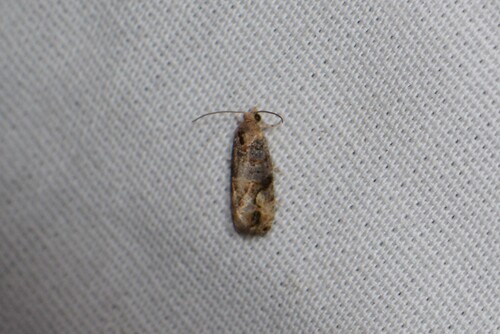 Grape Berry Moth photo 4