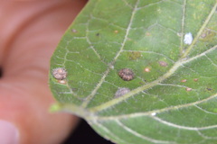 Celticecis capsularis