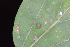 Celticecis capsularis