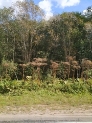 Heracleum sosnowskyi