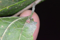 Celticecis capsularis