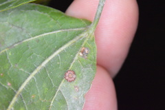 Celticecis capsularis