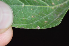 Celticecis capsularis