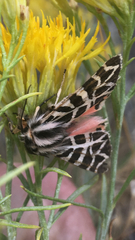 Apantesis nevadensis