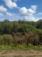 Heracleum sosnowskyi