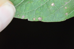 Celticecis capsularis