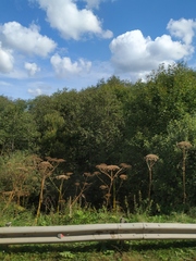 Heracleum sosnowskyi