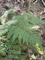 Dryopteris intermedia