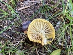 Hygrophorus lucorum