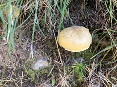 Hygrophorus lucorum