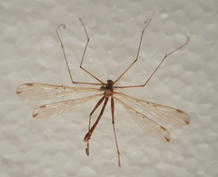 Kalobittacus demissus