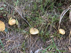 Hygrophorus lucorum