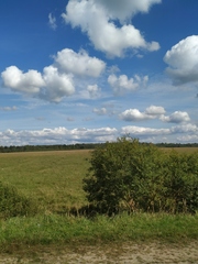 Calamagrostis epigejos