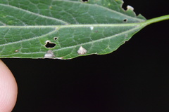 Celticecis capsularis