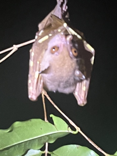 Nyctimene albiventer