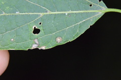 Celticecis capsularis