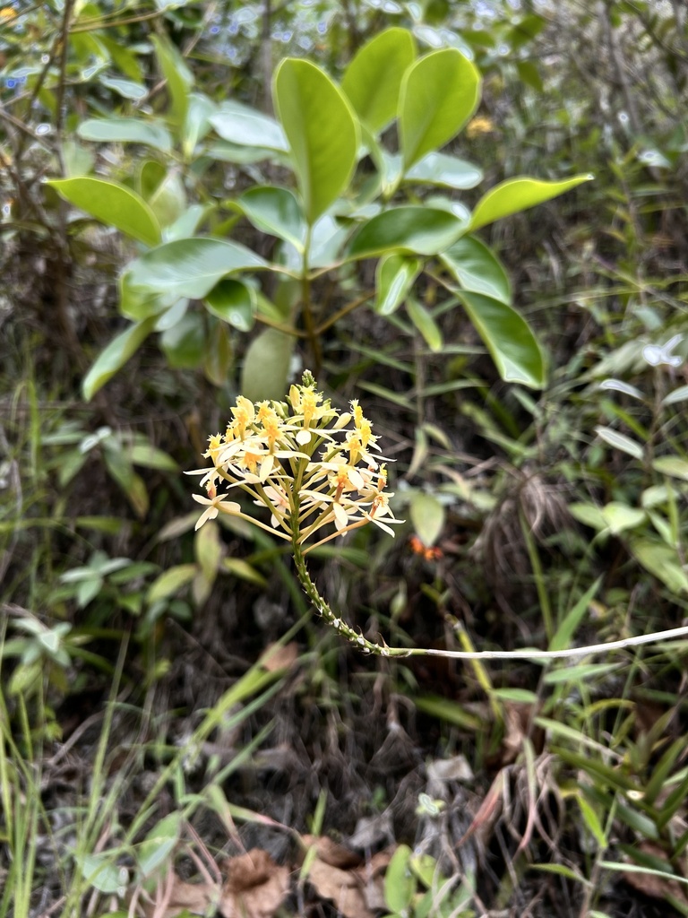 Epidendrum viridiflavum Hágsater & J.D.Medina 3