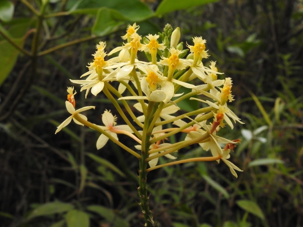 Epidendrum viridiflavum Hágsater & J.D.Medina 2