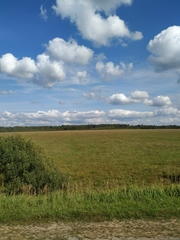 Calamagrostis epigejos