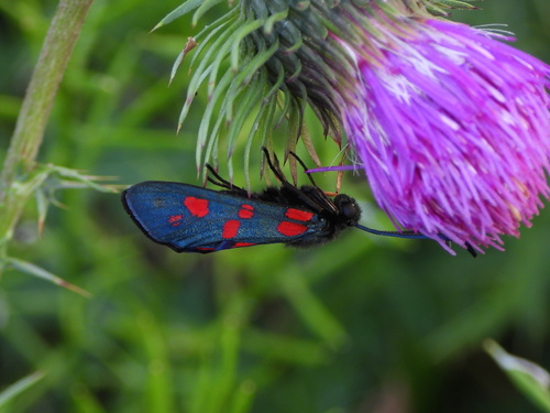 Transalpine burnet moth, Provincia di Varese, Italia, photo 9 of 10