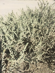 Atriplex julacea