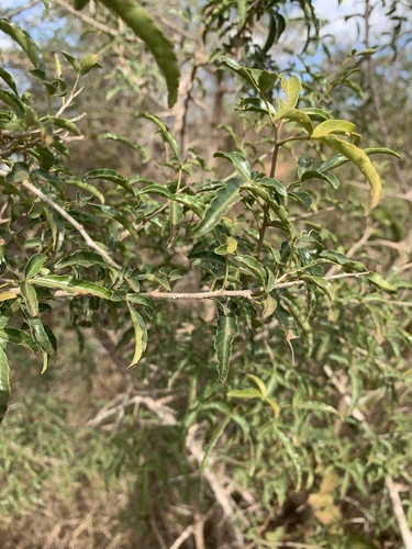 Thorny Karee