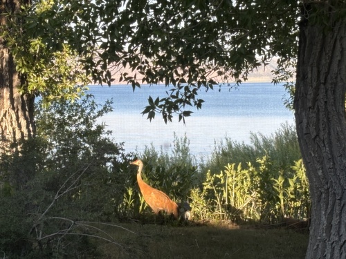 Sandhill Crane