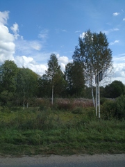 Chamaenerion angustifolium