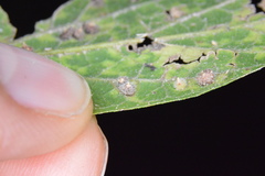 Celticecis capsularis