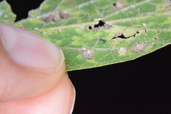 Celticecis capsularis