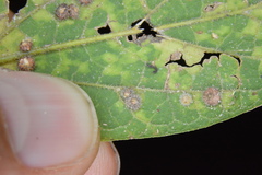 Celticecis capsularis