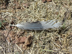 Streptopelia decaocto