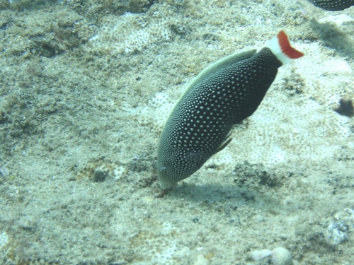 Anampses chrysocephalus observed 2025-06-27