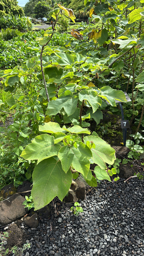 Broussonetia papyrifera, 2025-06-27
