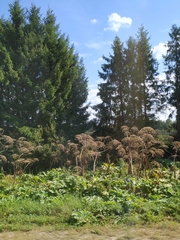 Heracleum sosnowskyi