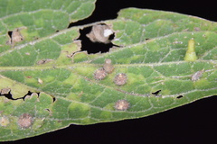 Celticecis capsularis