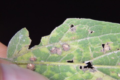 Celticecis capsularis