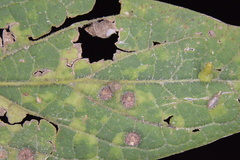 Celticecis capsularis