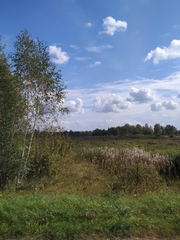 Chamaenerion angustifolium