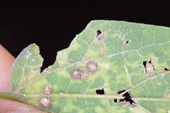 Celticecis capsularis