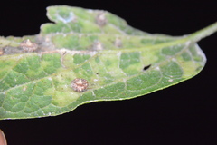 Celticecis capsularis