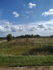 Calamagrostis epigejos