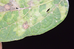 Celticecis capsularis